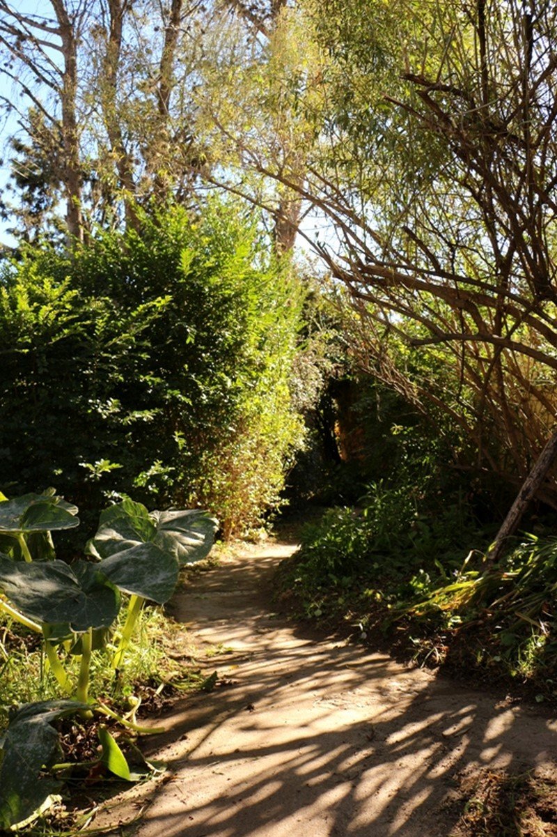 Plantas autóctonas en parque de Posada Inti Watana, eco posada con naturaleza en Tafí
del Valle